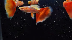 【极品锦鲤】极品锦鲤品牌,价格 - 阿里巴巴