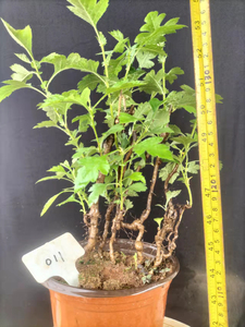 山里红野山楂阴芽.漂亮的丛林桩山里红.48.8元带盆近省包邮