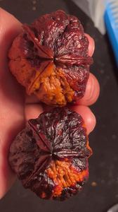 铁核桃,七彩云南野生核桃,七彩帝王龙脊三棱