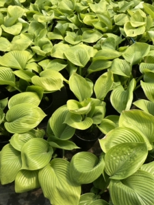 501人付款淘宝玉簪巨无霸耐阴耐寒庭院阳台好养多年生植物涛爱你ai