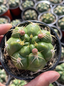 实生美花海王,都有花苞了,仙人球籽播实生,10盆=88元,3