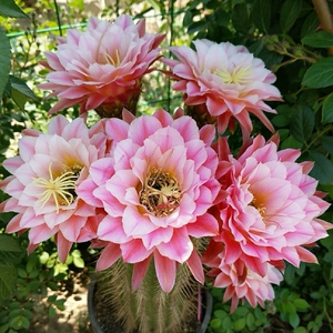 000人付款淘宝毛花柱曙光,大花勤花,老桩大的约10厘米高,小的约30厘米