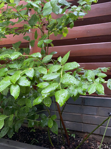 蓝莓茶花5年地栽苗,最高约1.5米,冠幅约1米,上海宝山自提