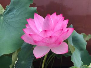 大型观赏荷花:宜良千瓣