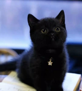 纯黑 玄猫 黑猫警长 纯种黑猫千岁岁幼猫英短纯黑宠物黑煤球招