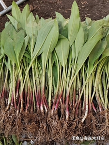 000人付款淘宝网红山葱c苗山野菜鹿耳韭寒葱茖葱熊葱苗50晴天商贸5