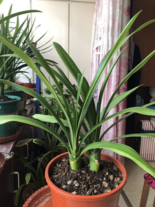 兰草式君子兰(小群兰黄花),三苗养二年,绿裤开黄花,可以当盘