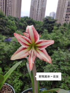 朱顶红云南女王(云女),母球开花如图,出侧球3厘米左右的48