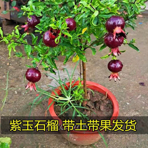 紫玉石榴盆景盆栽观赏之果墨玉石榴现在带果发货石榴树苗