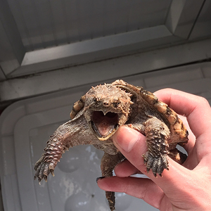 000人付款淘宝大鳄龟佛鳄龟北美鳄龟中美鳄龟大小杂鳄龟大佛杂,.