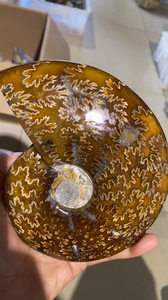 窦唯雷菊螺化石 菊石 海螺化石13.9厘米