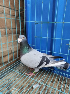 大鼻子信鸽瓦灰