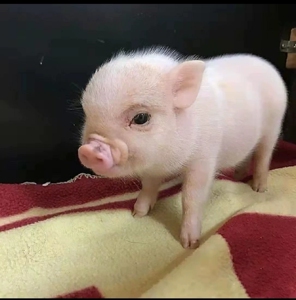 粉色宠物猪粉色小猪白色小香猪粉白宠物猪小香猪荷兰猪巴马香猪小