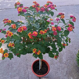 老桩棒棒糖五色梅,好养,也容易做造型,不含盆