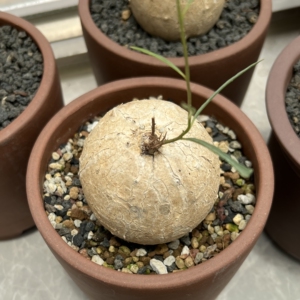 布鲁牵牛 块根植物 粉色花