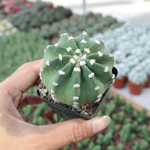 短毛丸 大豪丸 短刺草球 4厘米左右 可作嫁接砧木