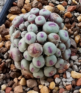 多肉植物 小红嘴肉锥 嘟嘟嘴 1380b同产地 小型种 嘴巴