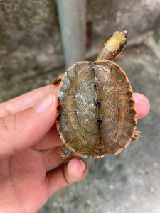 海南金钱龟苗