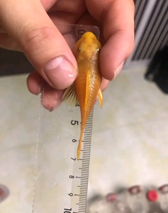 00成都沛然水族淘宝#蓝眼黄金大胡子#对鱼/种鱼/繁殖组:鱼友自