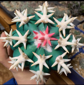 仙人球顶级白刺翠平丸