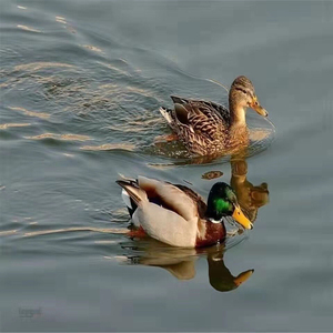 促销清场绿头鸭苗野鸭半大绿头鸭鸭苗一斤野鸭半大野鸭绿头