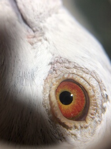 00tb19397361淘宝信鸽鸽子"红狐狸"雄,实战冠军鸽系快速利器!