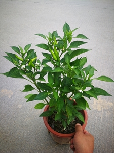 朝天椒苗辣椒苗1盆2棵16元包邮带花发货