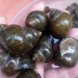 【田螺鲜活新鲜淡水】田螺鲜活新鲜淡水品牌,价格 - 阿里巴巴