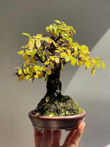 微盆景进口日本小叶榆榉大树型完美出枝树龄长