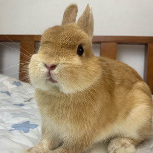 美国进口双血侏儒兔,奶黄色弟弟,6个半月