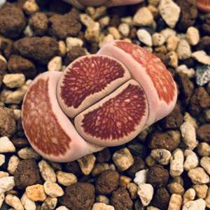 生石花 岛田红窗菊 菊纹章 两年株1-1.3cm