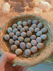 (12颗包邮)宠物鸡蛋,迷你鸡蛋,小鸡蛋,种蛋,可孵化受精种