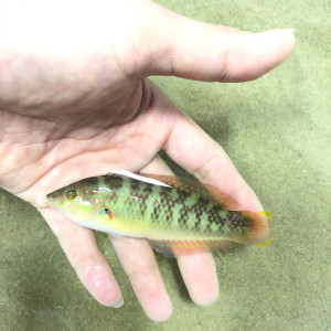 青衣鱼 花鳍海猪鱼 翻沙海水观赏鱼 龙头鱼