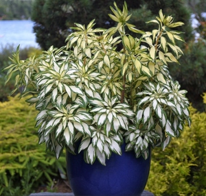 秒杀价【花叶六出花-摇滚乐】一加仑盆栽特价99元包邮!