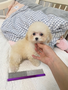 奶白色奶油色香槟色泰迪贵宾犬幼犬茶杯犬小体家养狗狗找新家