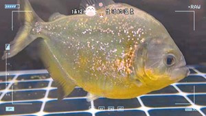 旧金山黄钻鱼