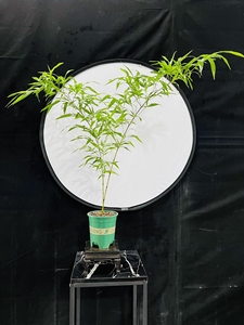 一物一拍,飘逸紫寒竹～朱竹盆景盆栽,拍品如图,保湿发货.