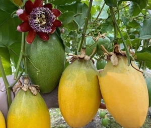 香蜜木瓜百香苗超大的百香果,个头大 超高产单果可达1.5-2