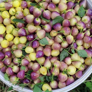 广西农家七彩椒辣椒圆椒灯笼椒5斤新鲜现摘现发