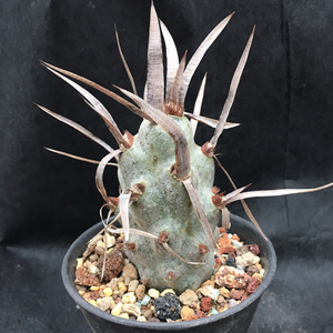 大型武藏野 自根仙人球 纸刺 宽刺 球体粗4.8cm高8cm