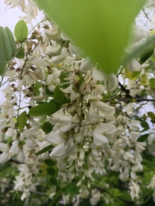 山里老人养的蜜蜂，枣花蜂蜜原浆，野槐花，野山枣花，香甜不腻，