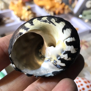 000人付款淘宝天然海螺贝壳黑金刚南非蝾螺水族鱼缸造景家居橱窗