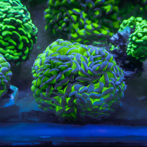 榔头珊瑚,花瓶火柴头双色提子针叶类珊瑚