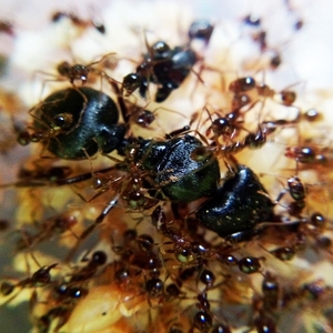 中华四节大头蚁:1后500–600工(含加热包)