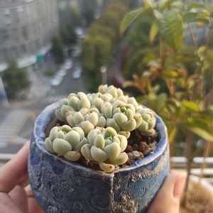 厚叶月影老桩