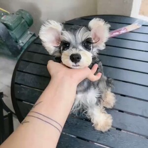 精品米奇耳椒盐色雪纳瑞弟弟,超萌,重庆实体店重庆宠物店