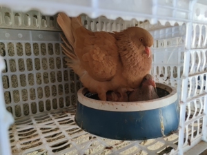 出手黄卡奴原窝鸽子一只60,一对100,即将下窝,一个月乳鸽