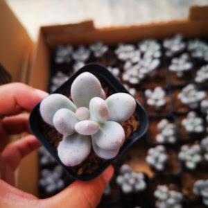 90青青河边草90淘宝高级多肉彩虹钱串串桃美人小盆