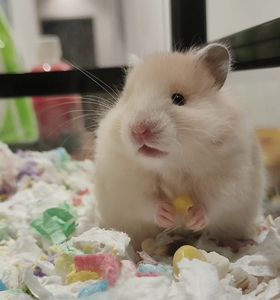 米熊金丝熊米熊眼圈熊虎纹熊奶牛熊米熊小仓鼠宠物公母可选 不咬