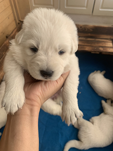 白德牧   瑞士牧羊犬  白德牧幼犬 德牧